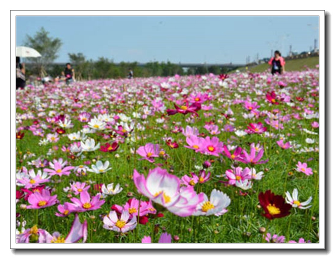 波斯菊花海